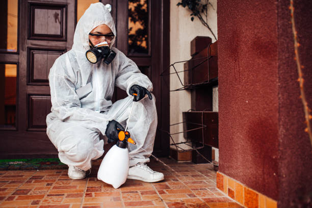Attic and Crawl Space Rodent Treatment in El Cerrito