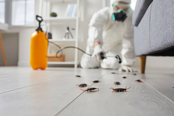 Commercial Rodent Management in El Cerrito